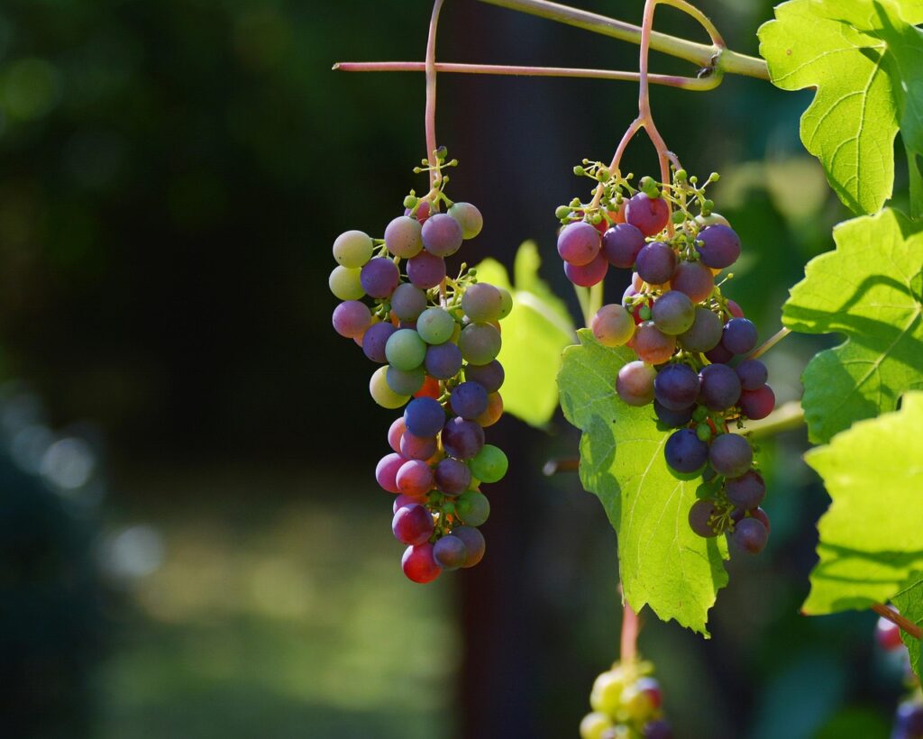 grapes, vines, wine, winegrowing, grapevine, vintage, produce, harvest, organic, fresh, fresh grapes, agriculture, viticulture, rebstock, wine, wine, wine, wine, wine